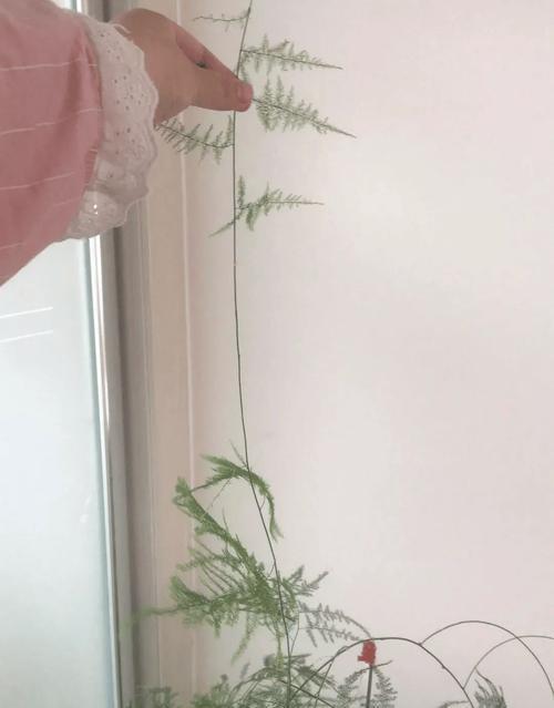 如何成功移植文竹（详细指南及关键要点）