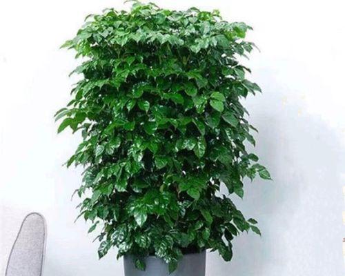 如何养好绿宝？（掌握关键技巧让您的绿宝茁壮成长）