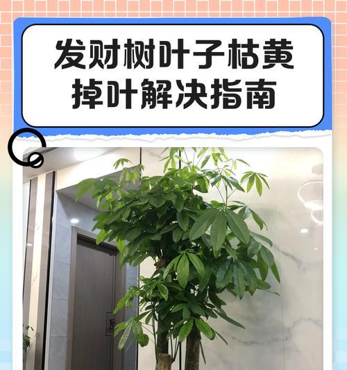 如何处理干枯的霸王树新发叶片（干枯新发叶片的护理方法和预防措施）