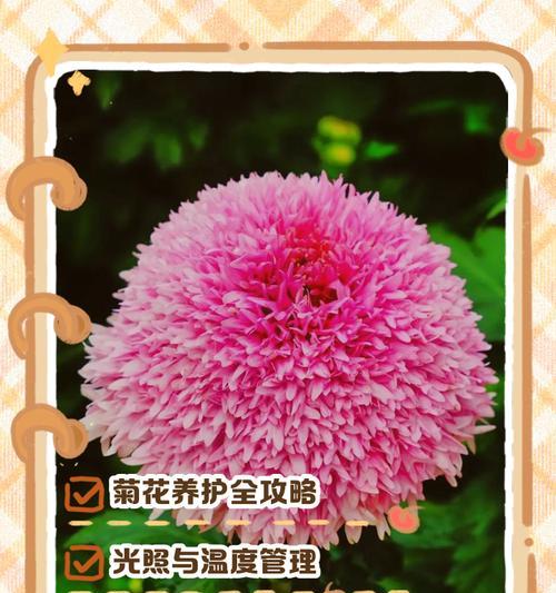 如何正确地给菊花浇水（教你养护菊花，让花儿健康成长）