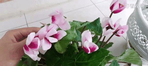 以仙鹤来开花的施肥方法（探索仙鹤养花的有效施肥策略）