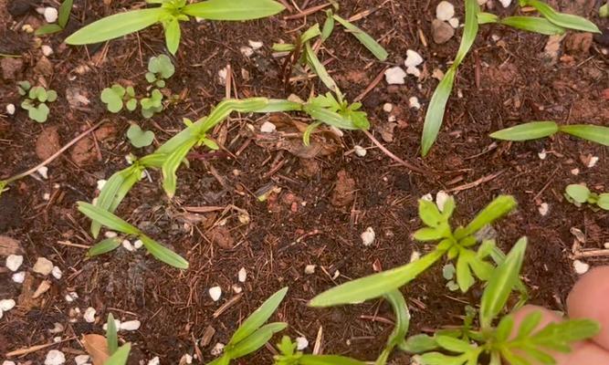 波斯菊种植指南（从种子到盛开，打造美丽花园的秘籍）