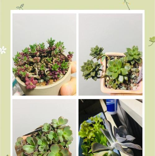 多肉花长得太高怎么办？（掌握修剪技巧，让多肉花保持适宜高度）