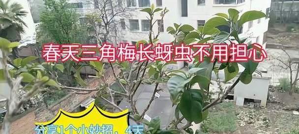 家养花长了蚜虫，怎么办？（有效驱除蚜虫的方法及预防措施）