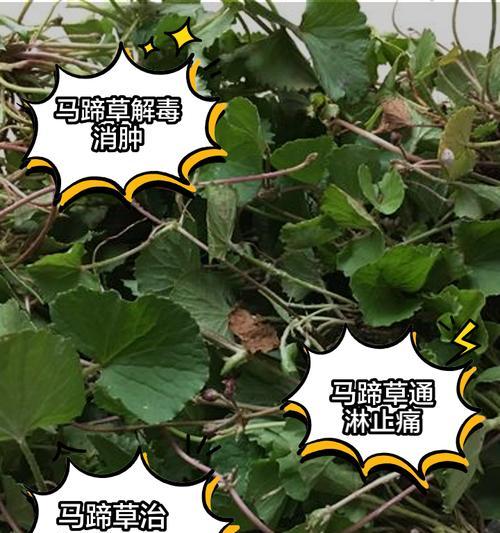马蹄莲根块的种植与养护方法（轻松学会种植马蹄莲根块，打造美丽花园）