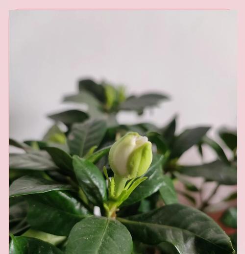 十月栀子花开放的奇迹（探秘栀子花在十月绽放的原因与美丽）