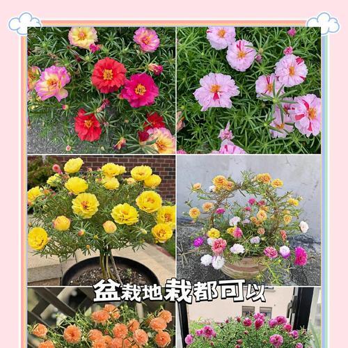 探究太阳花的品种分类和特点（了解不同品种太阳花的形态和生长习性，为您的种植提供指导）