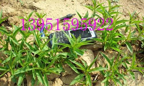 如何种植碧桃种子（步骤详解，轻松实现自己的果园梦想）