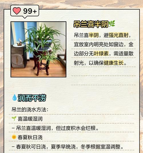吊兰小分株繁殖技巧（掌握关键步骤，轻松繁殖吊兰小分株）