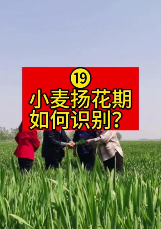 麦子开花，花期长而美丽——探究麦子的开花特点