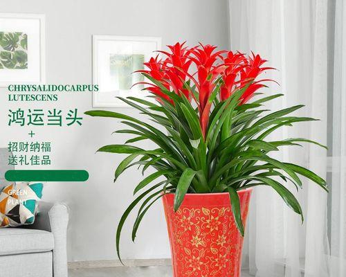 《如何应对花里的小虫子？》（让鸿运当头不受小虫子干扰！）