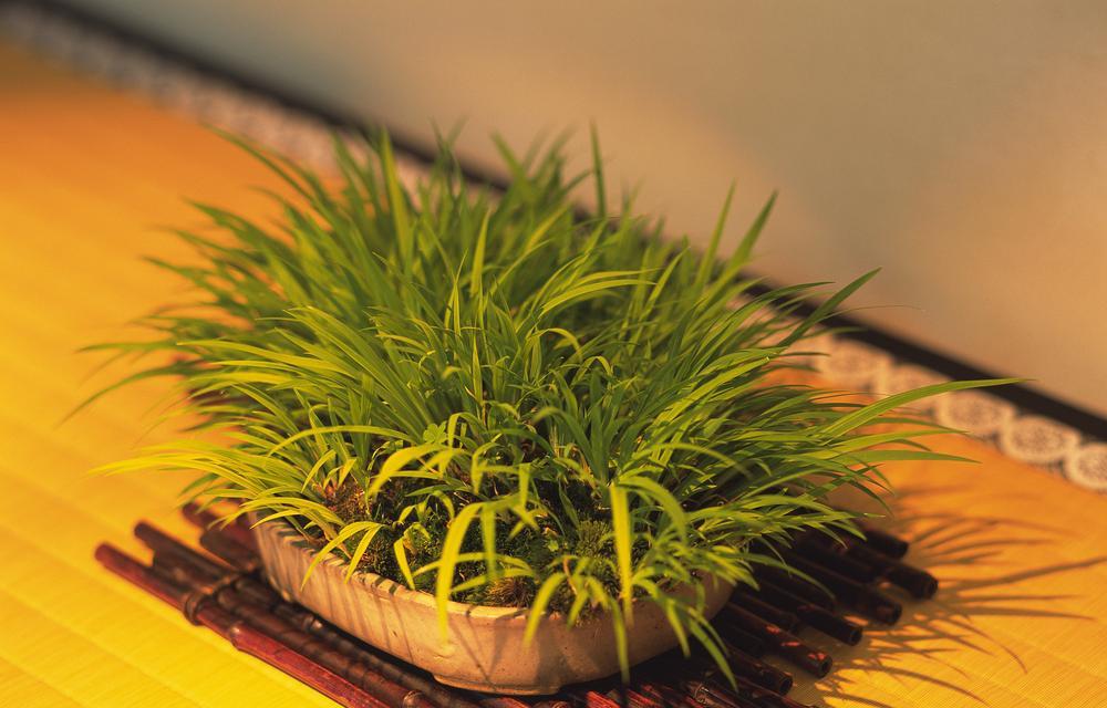 菖蒲养殖技巧大揭秘（掌握关键诀窍，打造美丽菖蒲花海）
