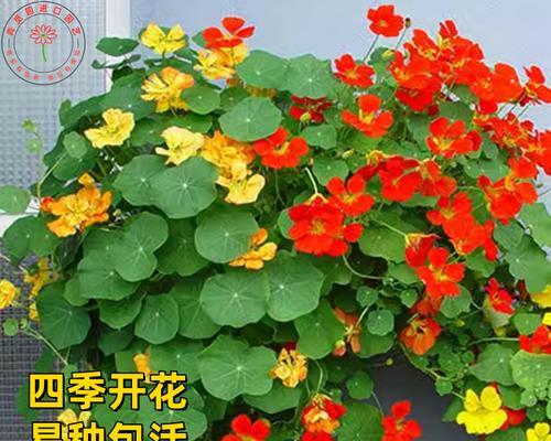 旱金莲的全面养殖指南（了解旱金莲种类、养护要点和繁殖技巧）