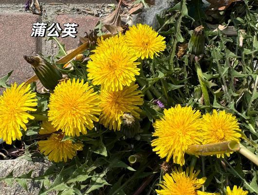 如何养护蒲公英的花朵（提升蒲公英花朵的生长质量和美观度）
