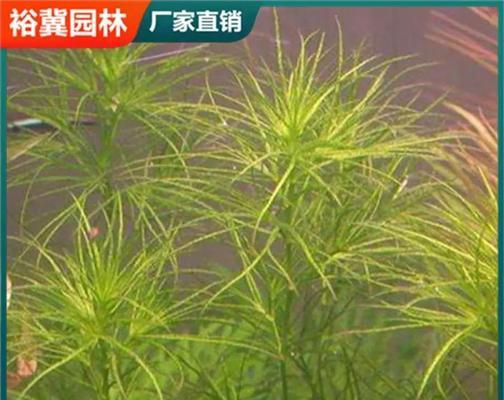 了解金鱼藻（特点、生长环境、养殖方法及用途）