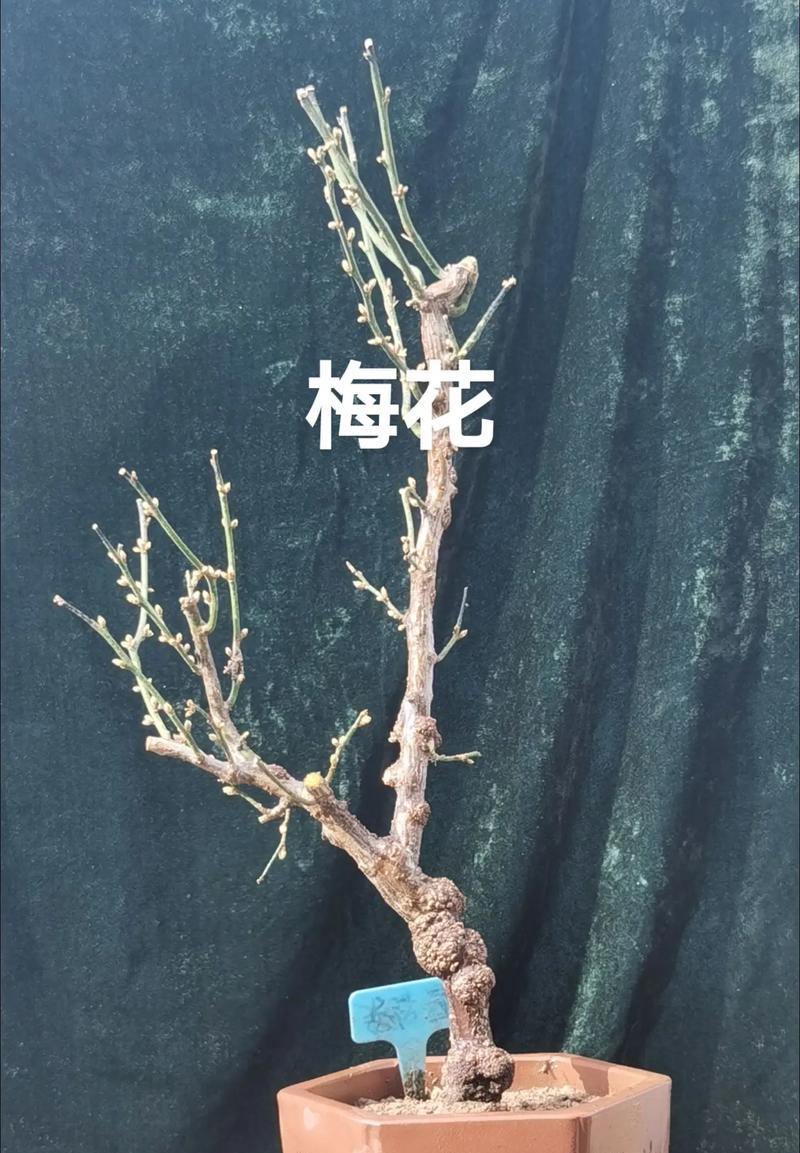 以梅花砧木育苗，打造优质花木（挑选合适的砧木增强花木抗病能力）