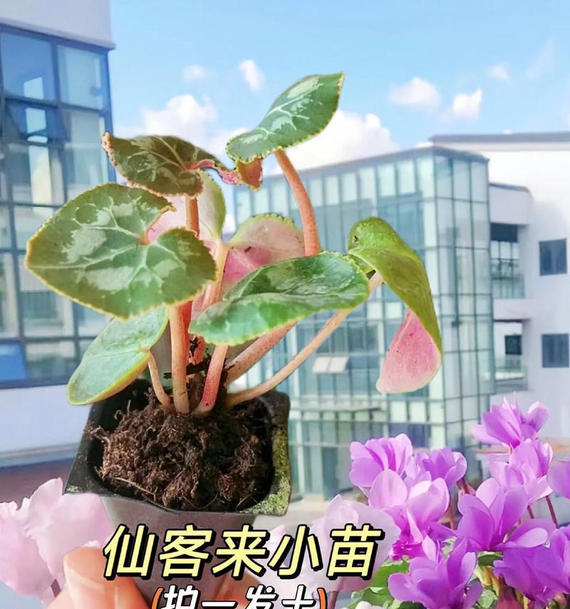 探秘种植仙客的奇妙过程（以土壤改良为核心的仙客种植方法）