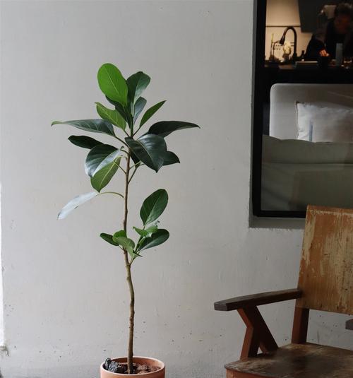 选择适合的榕树盆景架，打造独特园艺风格（榕树盆景架的选购指南，让您的盆栽更加出彩）