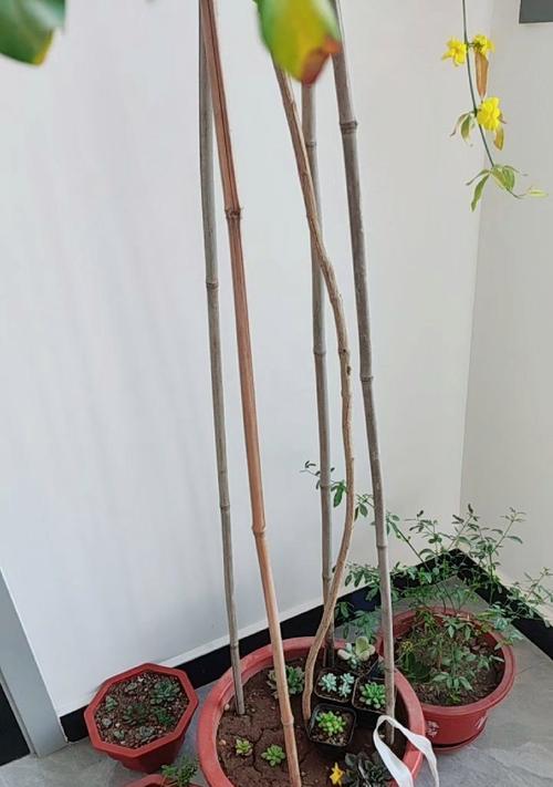 迎春花的冬季养殖方法（打造美丽寒冬花海，让迎春花绽放满园春色）
