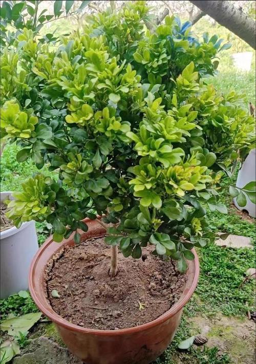 探寻米兰花之香的奥秘（揭开米兰花多但不香的谜团）