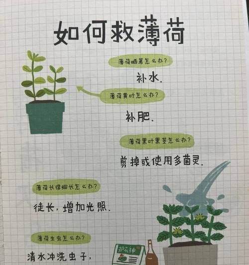 如何养护薄荷？（家庭养殖方法教程）