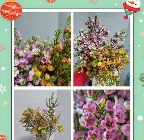 如何在夏天养护腊梅（夏季腊梅养护的关键）