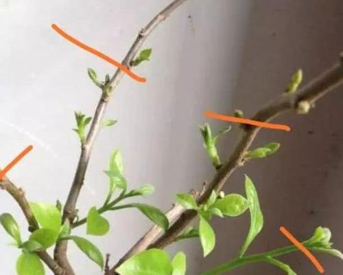 三角梅冬季修剪枝条的技巧（保证花木健康，让三角梅焕发新生机）
