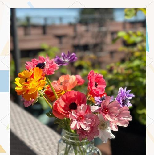 插植洋牡丹的技巧与要点（培养美丽花园的必备技能）
