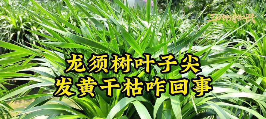 龙须铁叶子干枯的原因及处理方法（叶片干枯、萎缩不振，让植物重新焕发生机）