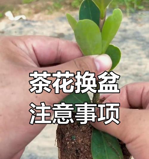 茶花种植盆的选择