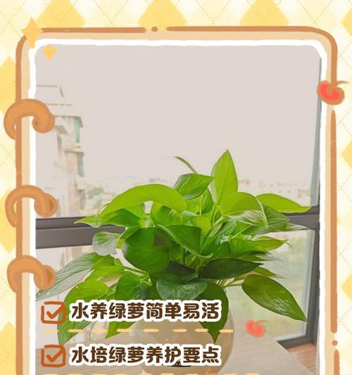 以水培绿萝根为何不绿？（水培绿萝根缺乏的关键因素及解决方法）