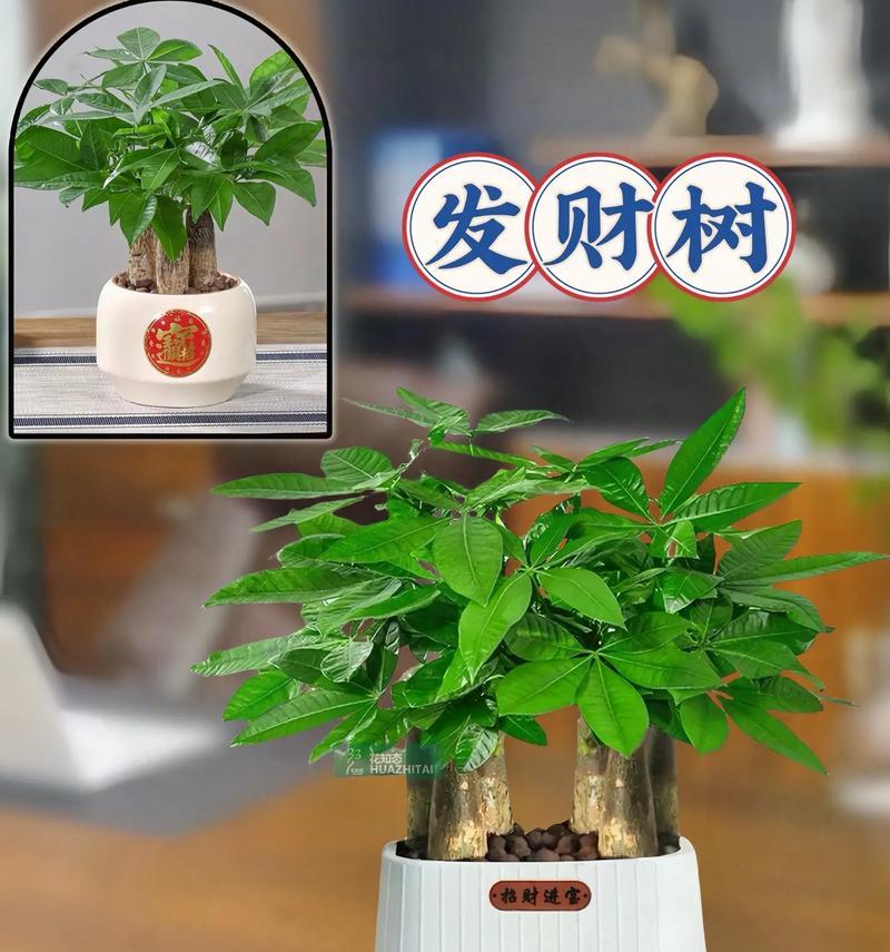 如何栽培发财树？（打造财富增值的绿色秘密）