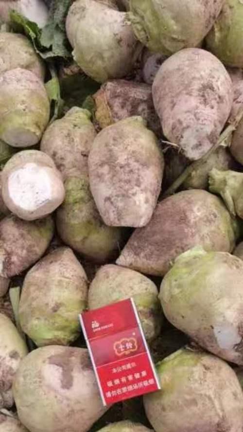 芥菜疙瘩亩产量及高产技术探究（突破传统，大幅提升产量！）