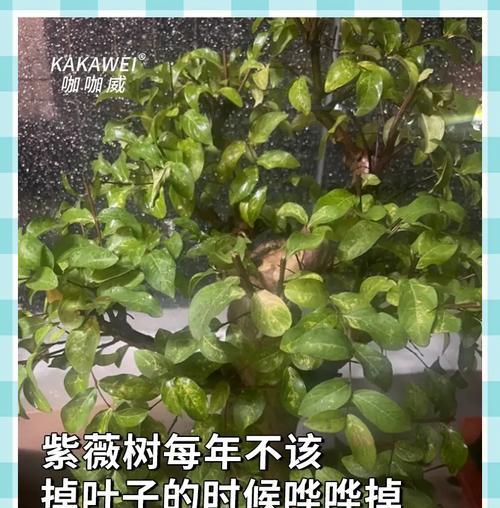 紫薇花叶子变红的原因及应对方法（探秘紫薇花叶子为何会变红，教你科学护理）