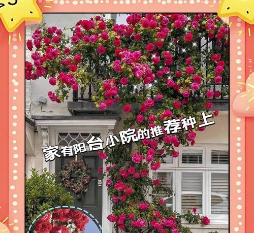 室外蔷薇花的冬季保护秘籍（如何正确过冬，让蔷薇绽放更美）
