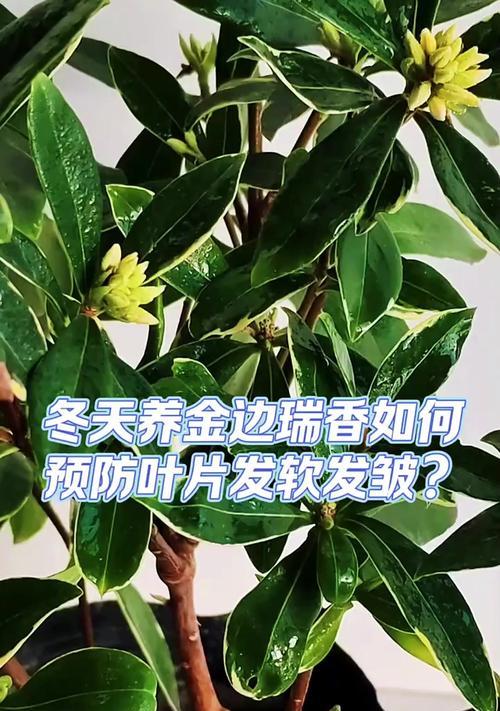 瑞香过冬的管理技巧（室内瑞香的冬季养护与保养）