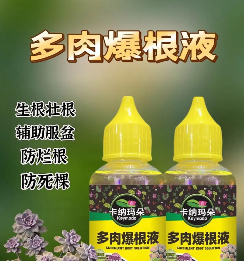 多肉口红的烂根问题及处理方法（告别烂根，让多肉口红常娇艳动人）