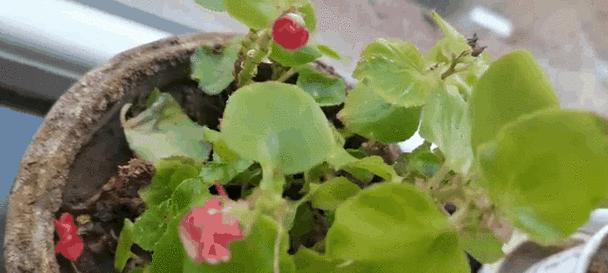 四季海棠换盆时间及注意事项（了解关键点，让你的四季海棠更健康）