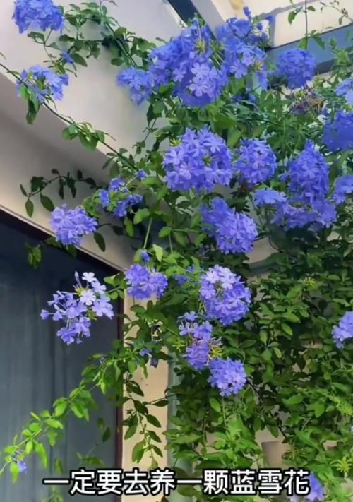蓝雪花——一种美丽的几年生植物（探秘蓝雪花的生长习性、应用和保护）