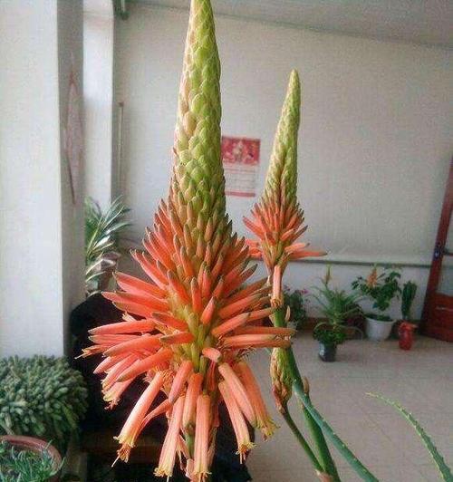 芦荟如何过冬（冬季保护芦荟的方法与技巧）