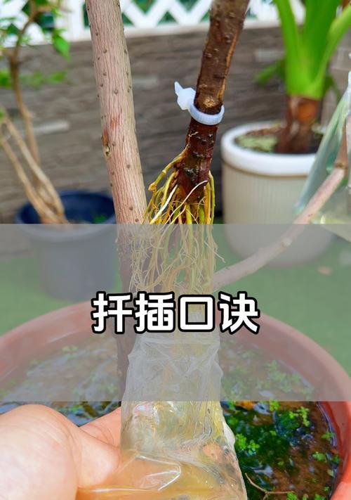 以青星美人怎么扦插？——探索青星美人的繁殖技巧（简单易行的扦插方法，让您家中绽放美丽的青星美人）