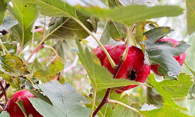 山楂成熟季节及采摘方法（丰收季节在哪里？如何采摘最新鲜的山楂？）