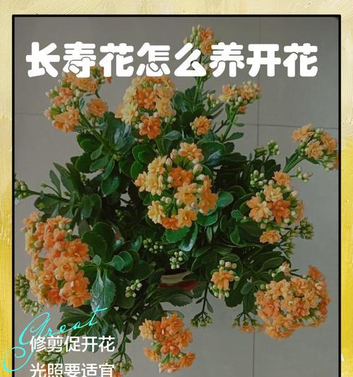 11月份如何养护长寿花？（秋季长寿花养护技巧及注意事项）
