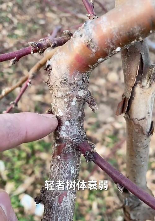 如何保护幸福树上的介壳虫（保护自然生态，守护幸福树下的小生命）