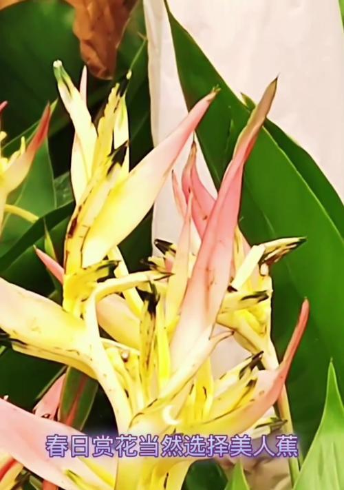 美人蕉茎断了怎么办？（植物修复技巧及预防方法）