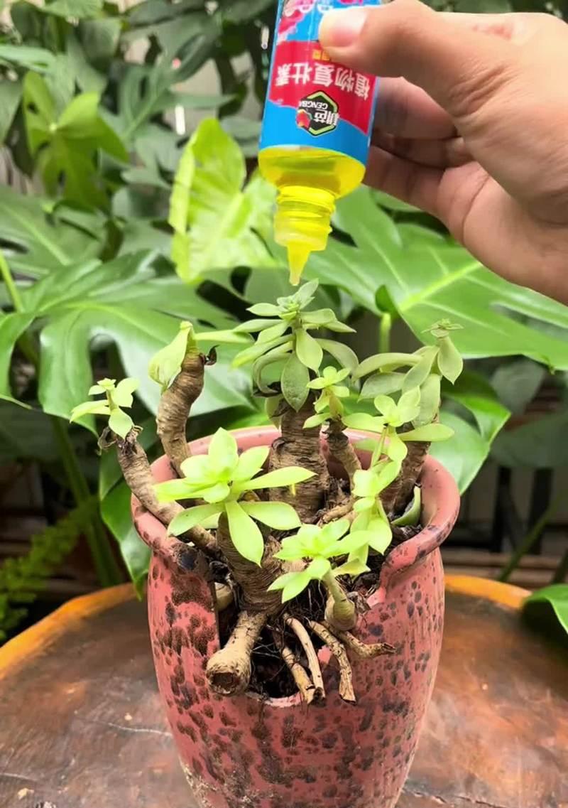 《以生死养盆景，修身养性的艺术》（探索盆景养护技巧，传承中华园林文化的关键）