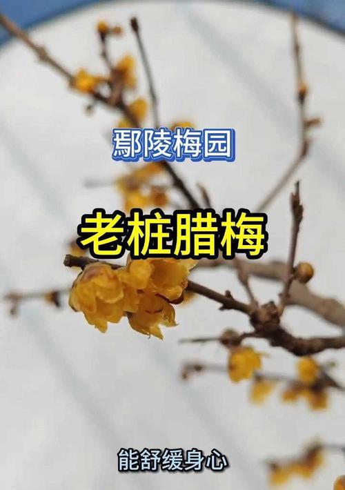 腊梅的耐寒温度（了解腊梅的耐寒特性，做好冬季养护）