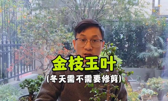 金枝玉叶的冬季生活（寒冷冬季，它们怕不怕冻？）