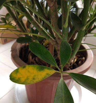 解密鸭掌脚的形成原因及功能（揭秘鸭掌脚的进化历程和生物学特性）