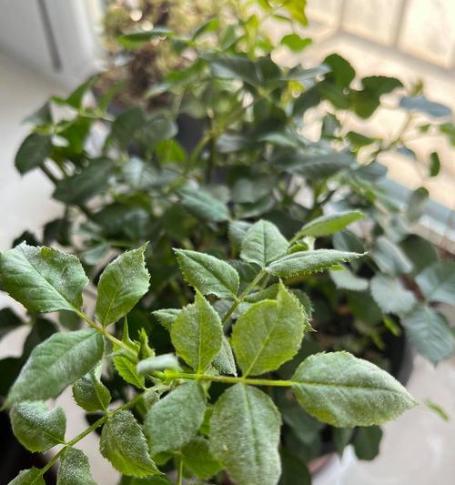 揭秘花叶子背后的粘液奥秘（探索植物生理的关键——花叶子上的粘液）